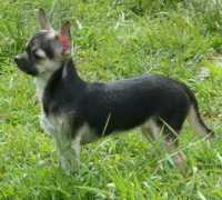 chihuahua.ru Dimetra