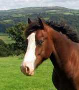 siglanwelshcobs.com Dimetrius