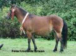 liselottesruss.se Dimone