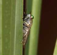 bugguide.net Dinali