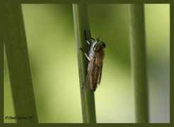 bugguide.net Dinali
