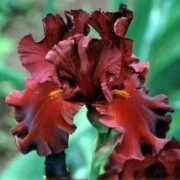 gladiolus.lv Dinamite