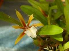 orchid.or.jp Dinema