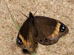 biodiversityexplorer.org Dingana