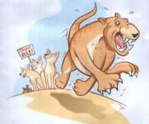 Dingoes