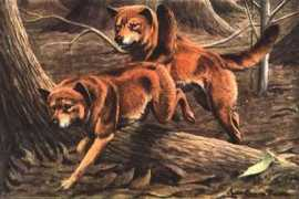 godsgeography.com Dingos