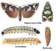 ecosystema.ru Diniana