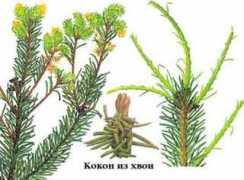 ecosystema.ru Diniana