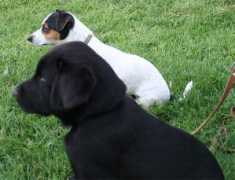 labradors.org Diniro