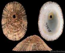 gastropods.com Diodora