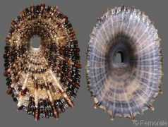 gastropods.com Diodora