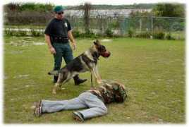 policek9.com Diogi