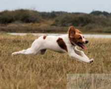 french-brittany.com Dionese