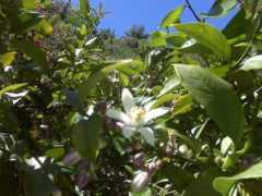 gardenmedicine.com Dionese