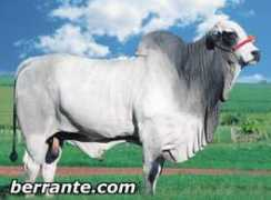 Dionizia