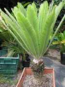 Dioon