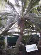 Dioon