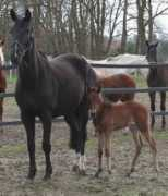 sportpony.de Diorella