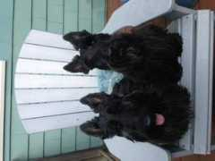 bangor.wcsh6.com Diorne