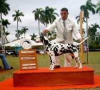 cinofilia-sud.com.ar Diorne