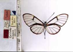 butterfliesofamerica.com Dirama