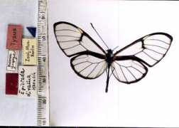 butterfliesofamerica.com Dirama