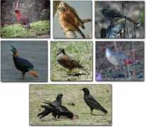 allindiabirding.com Dirang