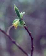 Dirca