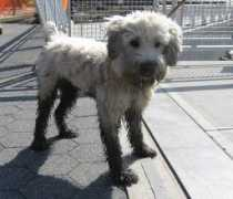 leothedog.com Dirtydog