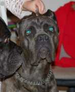 canecorso.cz Dirya