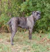 canecorso.cz Dirya