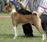 abuluka-basenjis.be Disanka