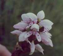 orchidspecies.com Disella