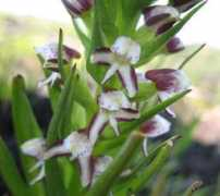 orchidspecies.com Disella