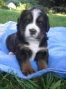 kennel-hiselfoss.com Disena