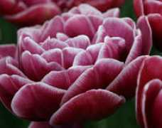 garden-en.com Dispal