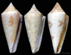 gastropods.com Dispar