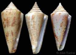 gastropods.com Dispar