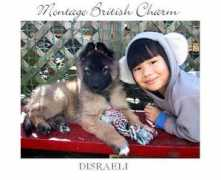 montagetervs.com Disraeli