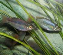 cichlids.com Dither