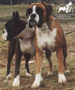 dogsk.sk Diuk