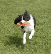 patriotdogs.com Divet