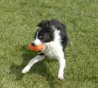 patriotdogs.com Divet