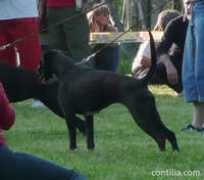contilia.com Divilla