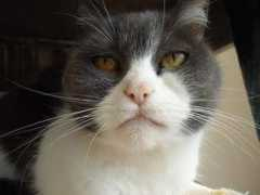 loucosporgatos.com.br Divinha