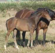 Divinne