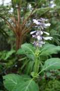 brainblogger.com Divinorum