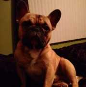 friendlyfrenchies.com Divito