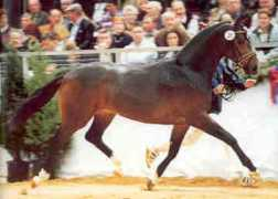 superiorequinesires.com Divito