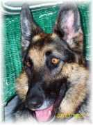 sheprescue.org Djada